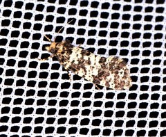 Ardiosteres moretonella