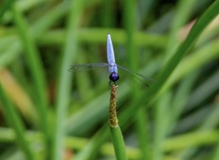 Brachydiplax duivenbodei