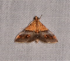 Tetracona amathealis