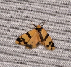 Thallarcha chrysochares