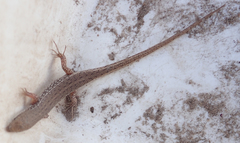 Trachylepis punctulata