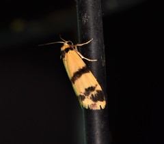 Thallarcha chrysochares