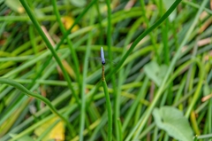 Brachydiplax duivenbodei