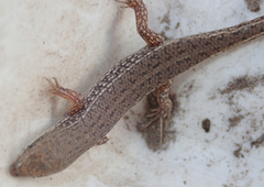 Trachylepis punctulata