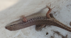 Trachylepis punctulata