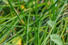 Brachydiplax duivenbodei