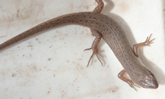 Trachylepis punctulata