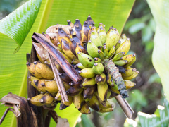 Musa monticola