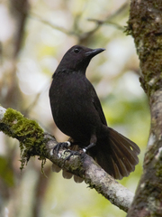 Myophonus borneensis