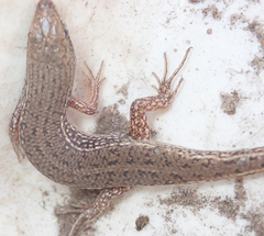 Trachylepis punctulata