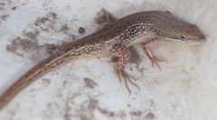 Trachylepis punctulata