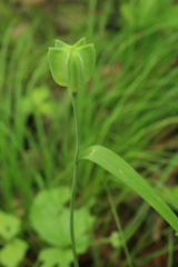 Fritillaria maximowiczii