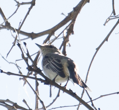 Grey Tit-Flycatcher (Fraseria plumbea)