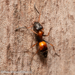 Opisthopsis picta