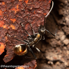 Polyrhachis brisbanensis