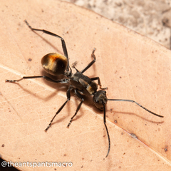 Polyrhachis brisbanensis