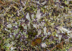 Cladonia subcariosa