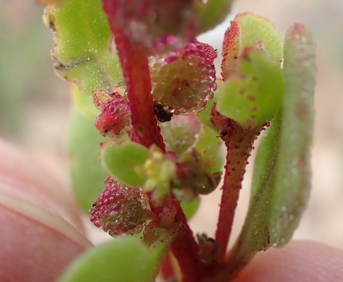 Tetragonia echinata (Tetragonia echinata)
