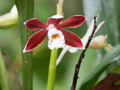 Phaius subtrilobus