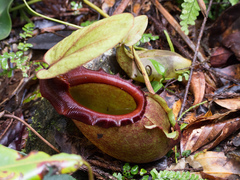 Nepenthes rajah