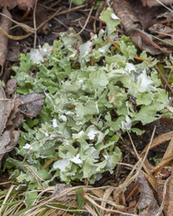 Cladonia turgida
