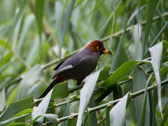 Pterorhinus treacheri