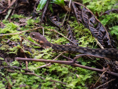 Hebius sarawacensis