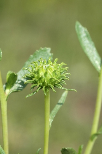 Curlycup Gumweed