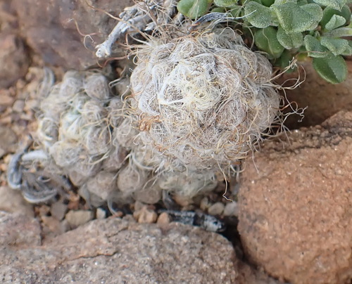 Anacampseros