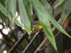 Abroscopus superciliaris