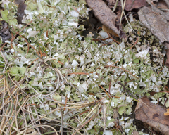 Cladonia turgida