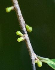 Sageraea laurina