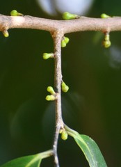 Sageraea laurina