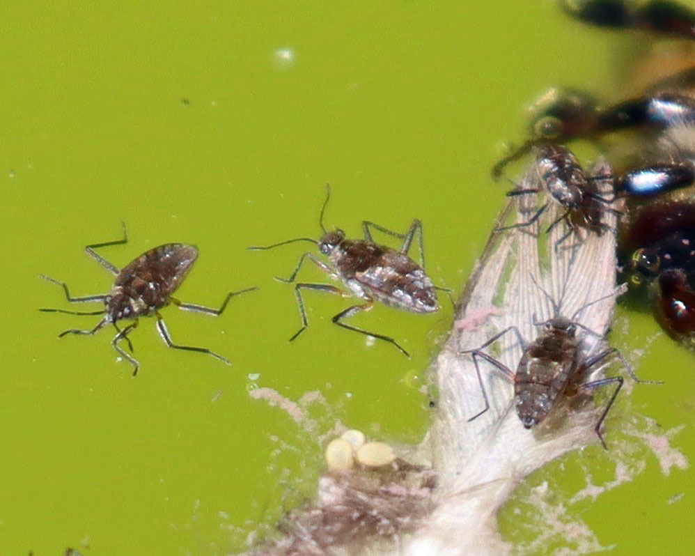Kirli Insect Kirkaldya from Santa Cruz County, AZ, USA on May 7, 2026 at 10:41 AM by ...