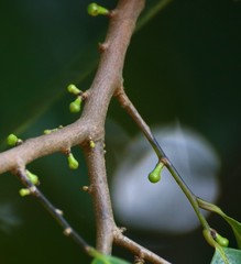 Sageraea laurina