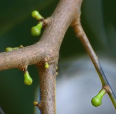 Sageraea laurina