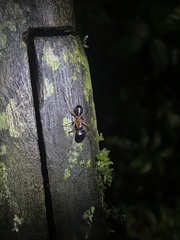 Camponotus festinus