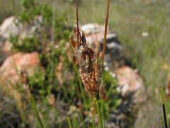 Schoenus megacarpus