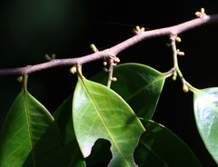 Sageraea laurina
