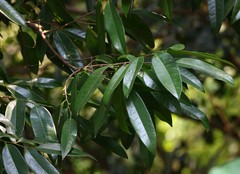 Sageraea laurina
