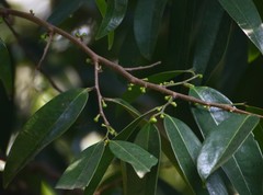 Sageraea laurina