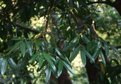 Sageraea laurina