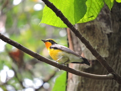 Ficedula