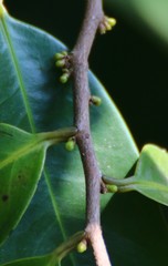 Sageraea laurina