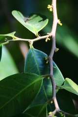 Sageraea laurina