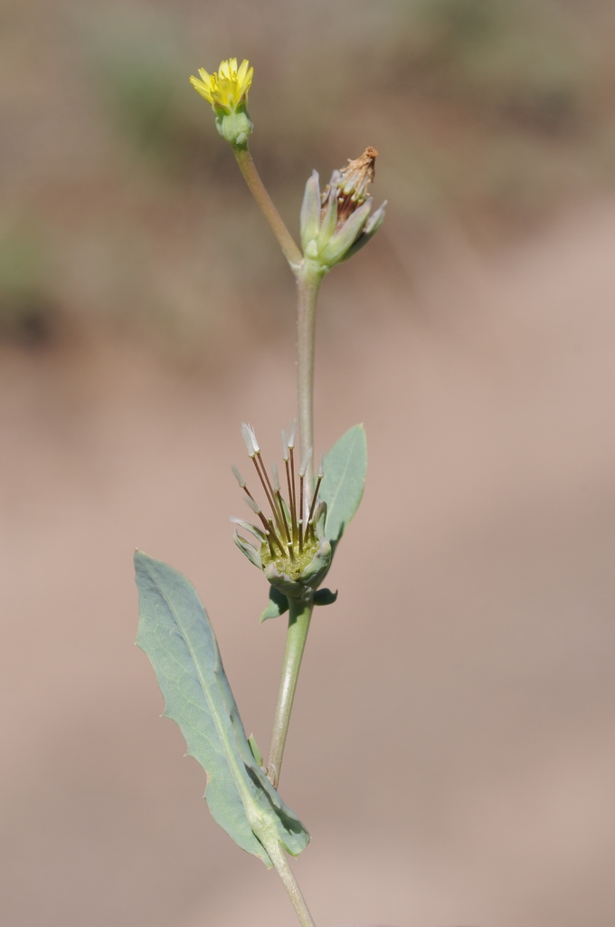 Heteracia