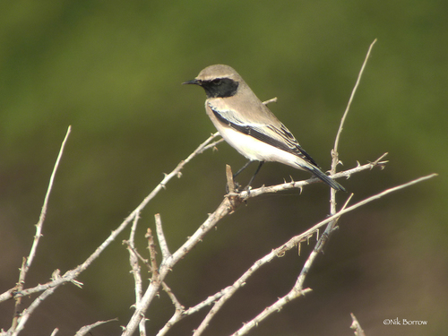Desert Wheatear