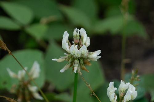 white clover