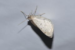 Aleucis distinctata