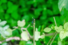 Brachydiplax duivenbodei